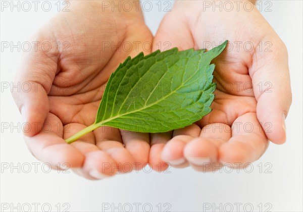 Hand holding leaf.