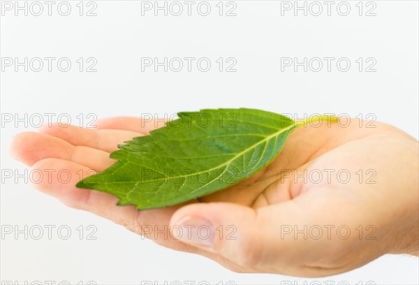 Hand holding leaf.