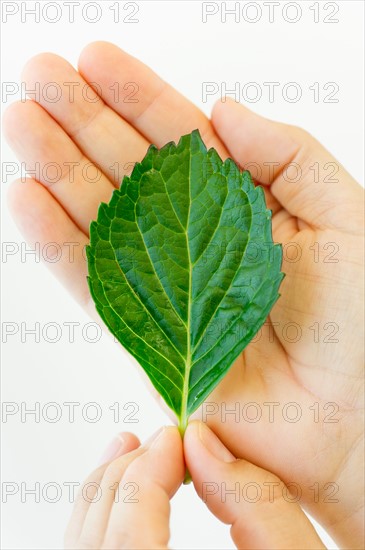 Hand holding leaf.