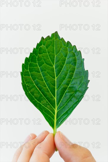 Hand holding leaf.