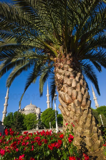 Turkey, Istanbul, palm tree near Sultanahmet Mosque.