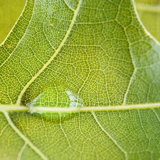 Close up of water drop on leaf. Photo : Jamie Grill