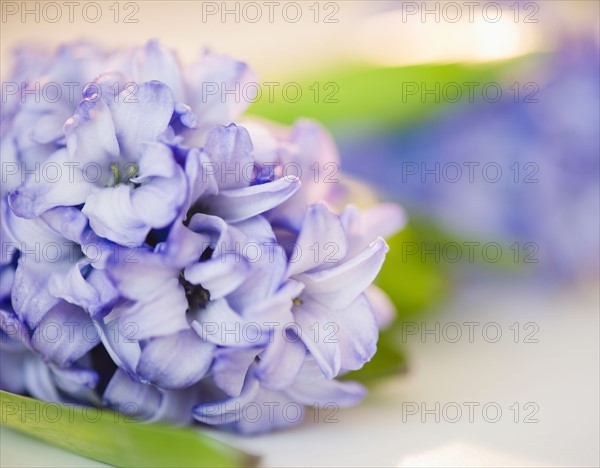 Close up of lilac flower. Photo: Jamie Grill