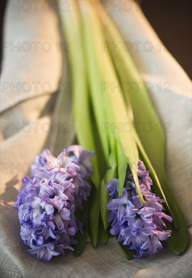 Close up of lilac flowers. Photo: Jamie Grill