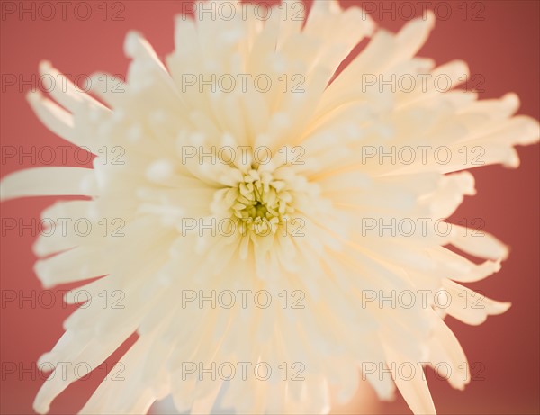 Close up of chrysanthemum flower. Photo: Jamie Grill