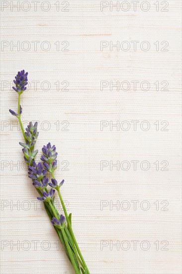 Studio shot of fresh lavender. Photo: Kristin Lee