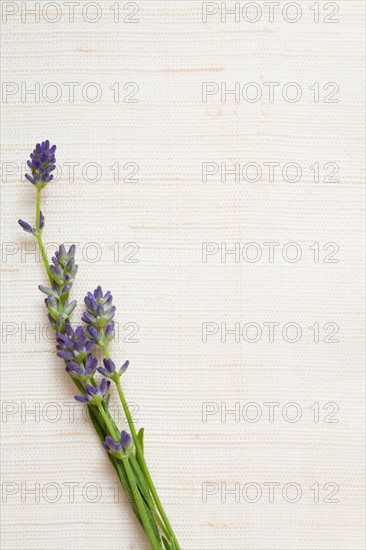 Studio shot of fresh lavender. Photo : Kristin Lee