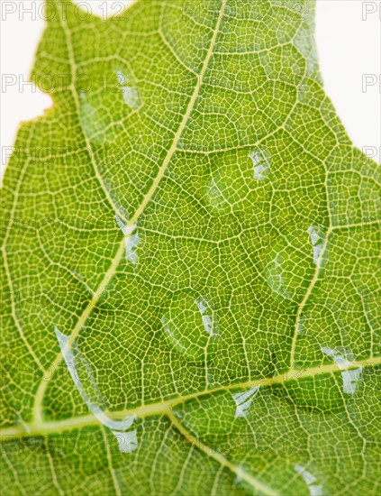 Close up of water drops on leaf. Photo : Jamie Grill