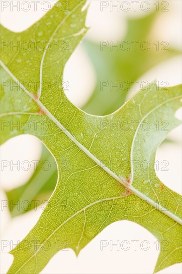 Close up of leaf. Photo : Jamie Grill