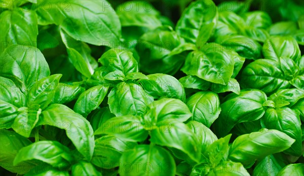 Fresh basil leaves.