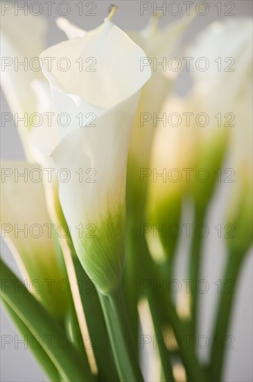 Close up of calalily flowers. Photo: Jamie Grill