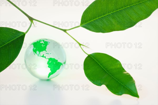 Green leaves and globe.