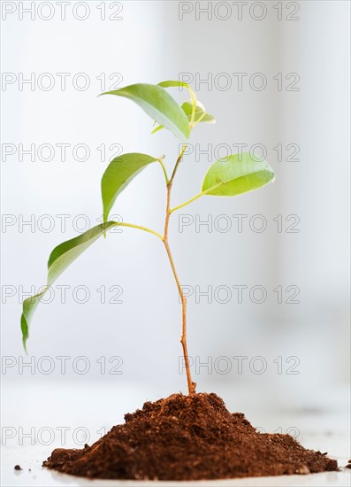 Small plant growing in piece of soil. Photo : Jamie Grill