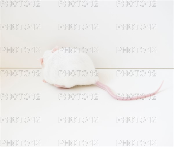 Studio shot of white mouse. Photo : Jamie Grill