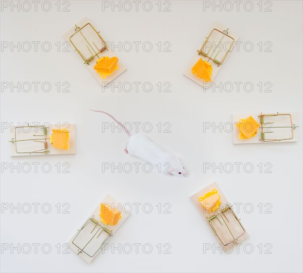 Studio shot of mouse surrounded by mouse traps. Photo : Jamie Grill