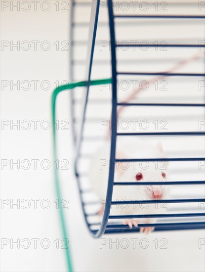 Studio shot of white mouse in exercise wheel. Photo : Jamie Grill