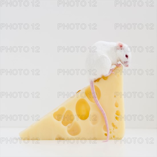 Studio shot of white mouse sitting on top of slice of cheese. Photo : Jamie Grill