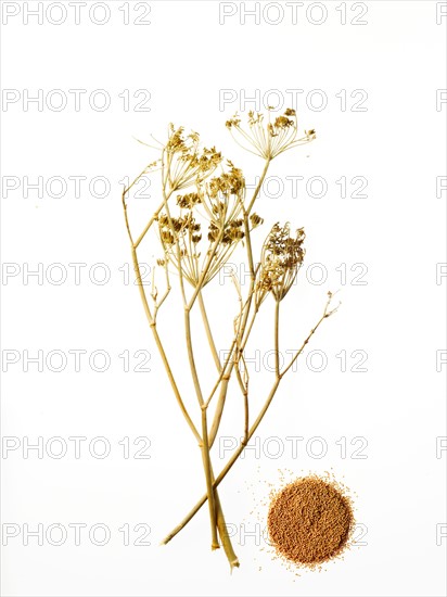 Studio shot of chamomile. Photo: David Arky