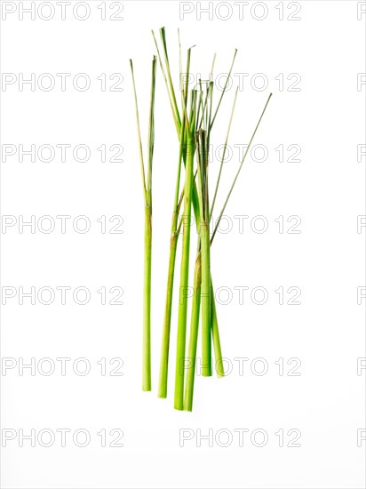 Studio shot of lemon grass. Photo : David Arky