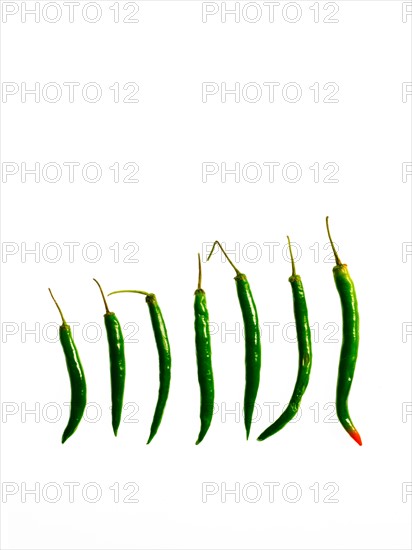 Studio shot of Green Chili Peppers on white background. Photo : David Arky