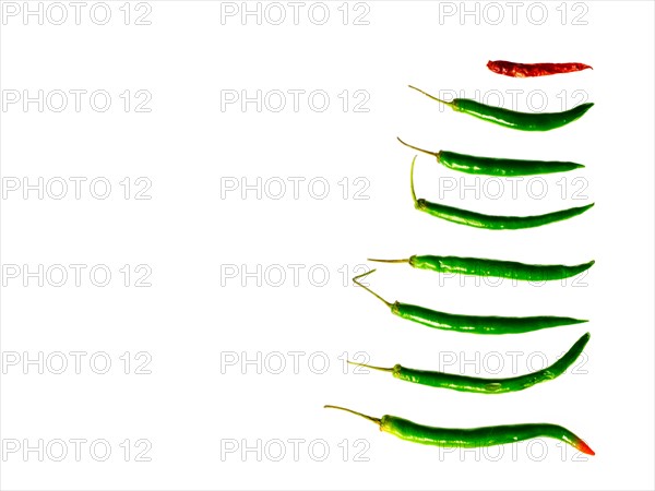 Studio shot of Green and Red Chili Peppers on white background. Photo : David Arky