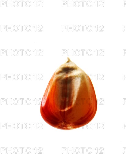 Studio shot of Red Corn Seed on white background. Photo : David Arky