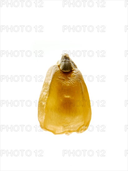 Studio shot of Yellow Corn Seed on white background. Photo : David Arky