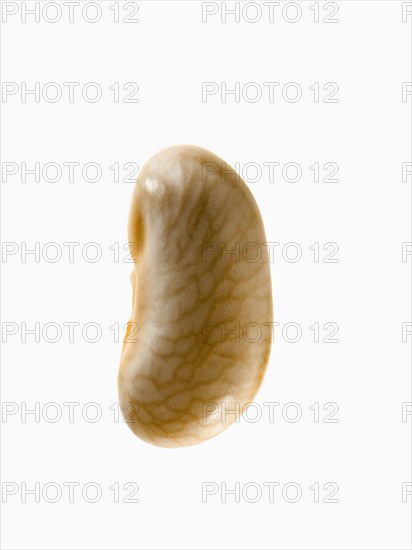 Studio shot of White Bean Seed on white background. Photo : David Arky