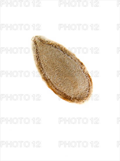 Studio shot of Sunflower Seed on white background. Photo : David Arky