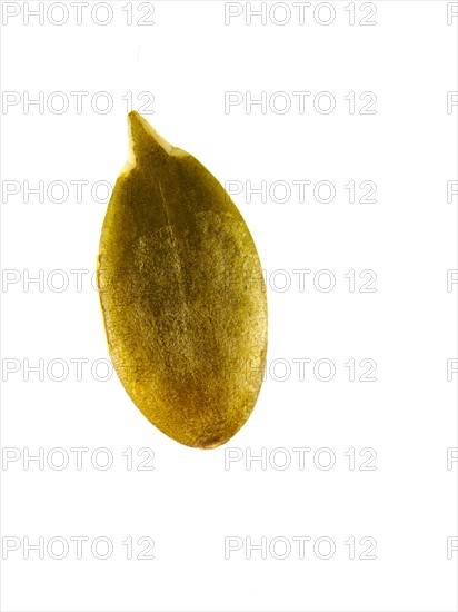 Studio shot of Pumpkin Seed on white background. Photo: David Arky