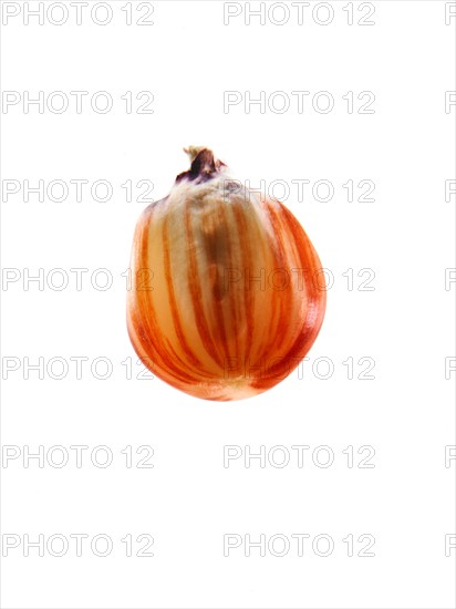 Studio shot of Red Corn Seed on white background. Photo : David Arky