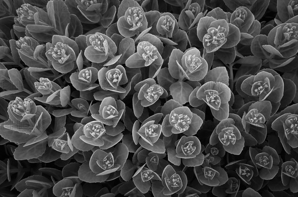 USA, Oregon, Marion County, Black and white flowers. Photo: Gary J Weathers