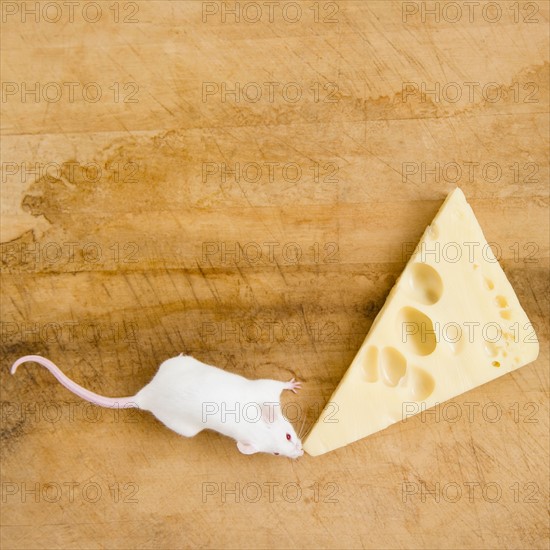 Studio shot of white mouse and slice of cheese. Photo : Jamie Grill
