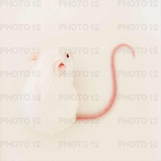 Studio shot of white mouse. Photo : Jamie Grill