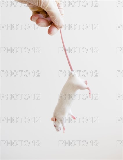 Studio shot of hand in glove holding white mouse. Photo : Jamie Grill