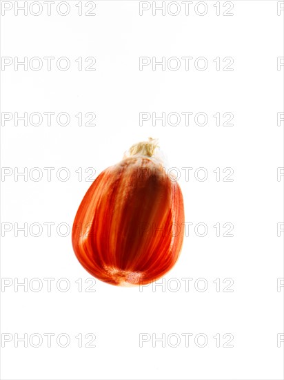 Studio shot of Red Corn Seed on white background. Photo : David Arky