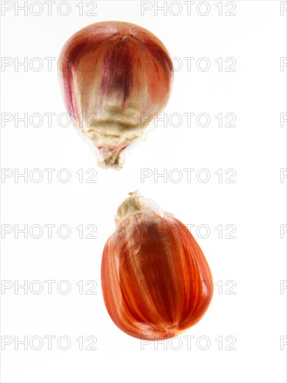 Studio shot of Red Corn Seeds on white background. Photo : David Arky