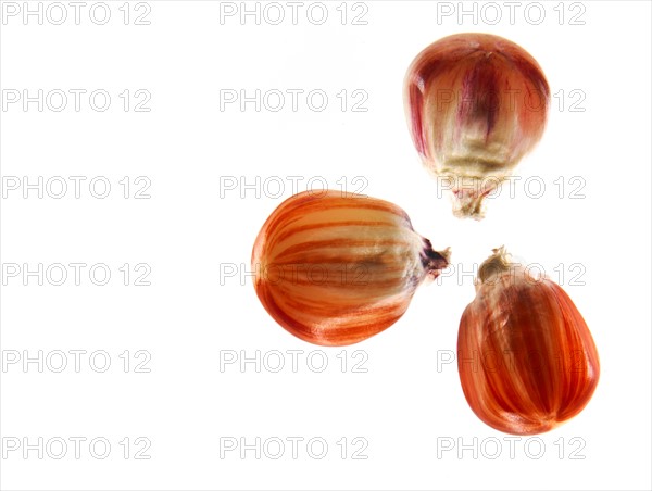 Studio shot of Red Corn Seeds on white background. Photo : David Arky