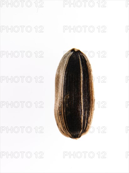 Studio shot of Sunflower Seed on white background. Photo : David Arky