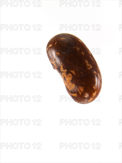 Studio shot of Bean Seed on white background. Photo : David Arky