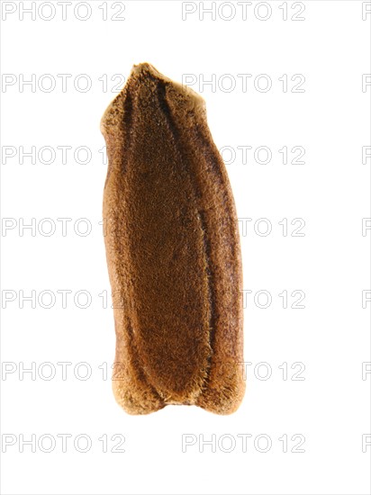 Studio shot of Squash Seed on white background. Photo : David Arky