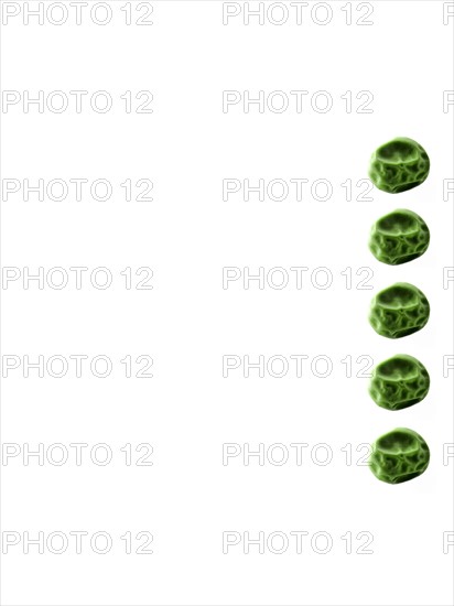 Studio shot of Pea Seeds on white background. Photo : David Arky