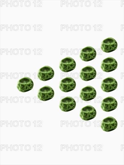 Studio shot of Pea Seeds on white background. Photo : David Arky