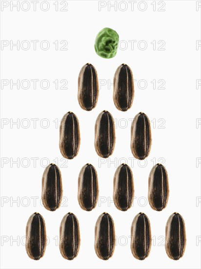 Studio shot of Sunflower Seeds and Pea Seed: Growth on white background. Photo : David Arky