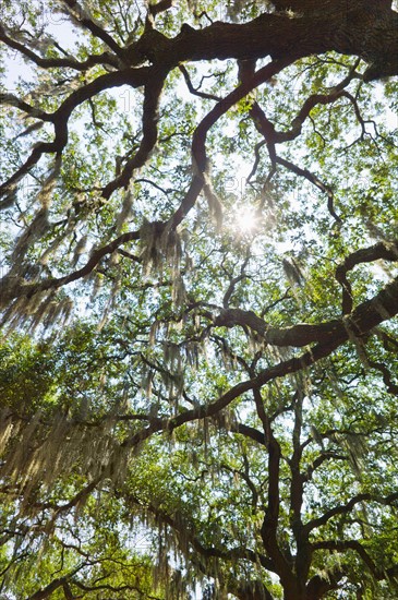 USA, Georgia, Savannah, Oak trees with spanish moss.