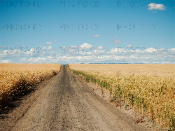 USA, Oregon, Wasco, Dirt road between wheat fields.