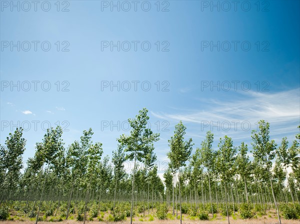 USA, Oregon, Boardman, Poplar trees.