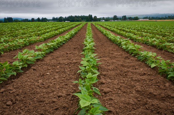 USA, Oregon, Marion County, Field of green beans. Photo : Gary J Weathers