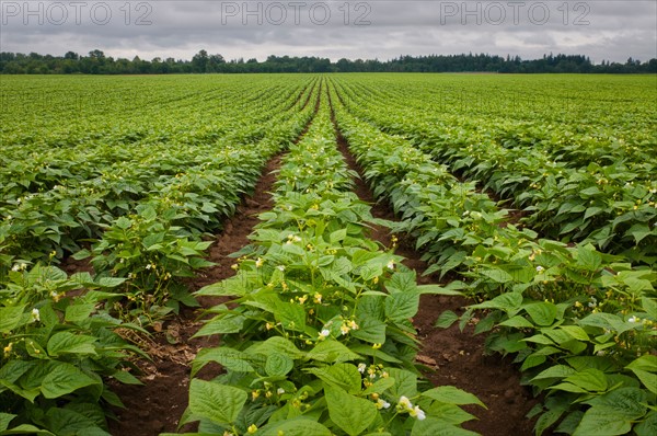 USA, Oregon, Marion County, Field of green beans blooming. Photo : Gary J Weathers