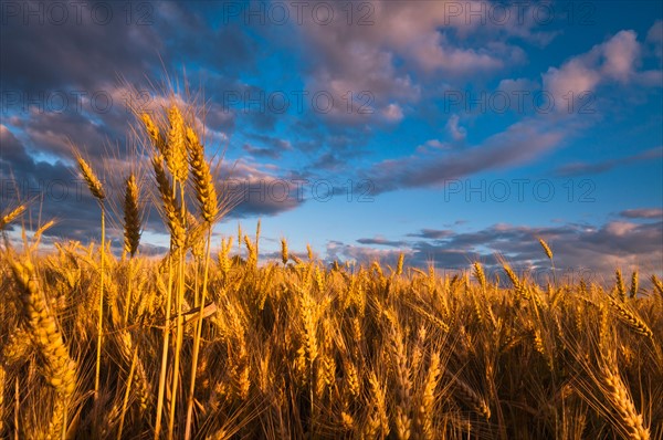 USA, Oregon, Marion County, Wheat field. Photo: Gary J Weathers